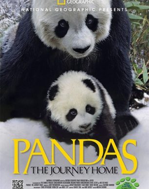 دانلود فیلم Pandas: The Journey Home 2014