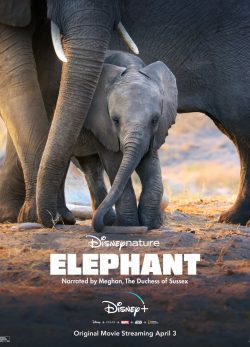 دانلود فیلم Elephant 2020